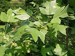 [photo, Tulip Poplar sapling leaves, Glen Burnie, Maryland]