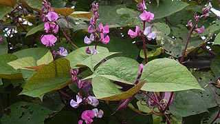 [photo, Hyacinth bean (Lablab purpureus), Kinder Farm Park, Millersville, Maryland]