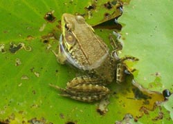 [photo, American Bullfrog (Lithobates catesbeianus), Monkton, Maryland]