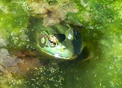 [photo, American Bullfrog (Lithobates catesbeianus), Monkton, Maryland]