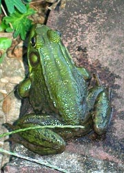 [photo, American Bullfrog (Lithobates catesbeianus), Monkton, Maryland]