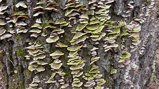 [photo, Bracket or Shelf Fungi, Lake Waterford Park, Pasadena, Maryland]