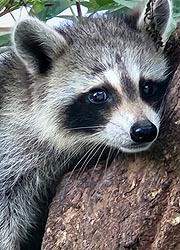[photo, Raccoon, Glen Burnie, Maryland]