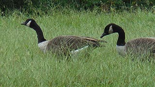 [photo, Canada Geese (Branta canadensis), Glen Burnie, Maryland]