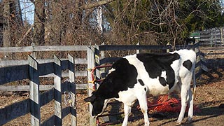 [photo, Cow, Kinder Farm Park, Millersville, Maryland]