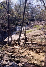 [photo, Loblolly Pine trunk, Laurel, Maryland]